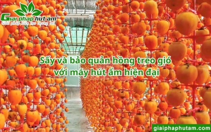 Sấy và bảo quản hồng treo gió với máy hút ẩm