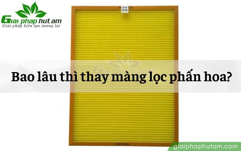 Màng lọc phấn hoa bao lâu phải thay?