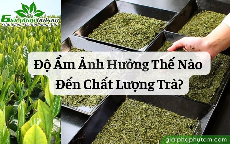 Bảo quản trà/chè sấy khô