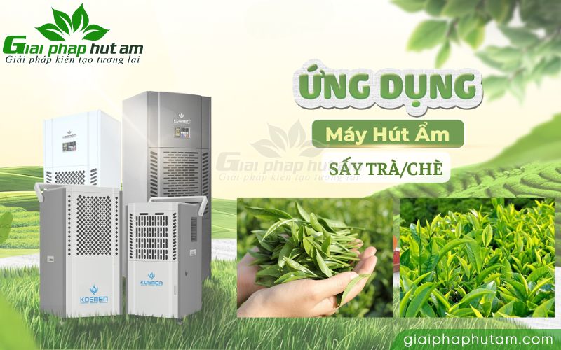 Ứng dụng máy hút ẩm trong quá trình sấy trà/chè
