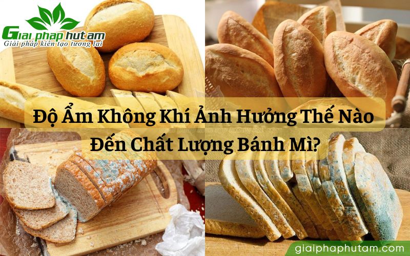 Độ ẩm không khí ảnh hưởng thế nào đến bánh mì?