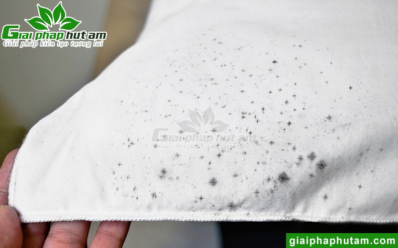 Vải bị thâm kim, mốc do tác động của độ ẩm cao