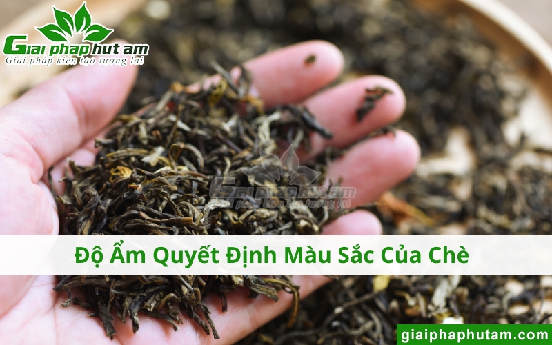 Độ Ẩm Bảo Quản Chè ảnh hưởng đến màu sắc