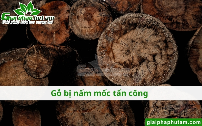 Độ ẩm của gỗ cao gây ra nấm mốc