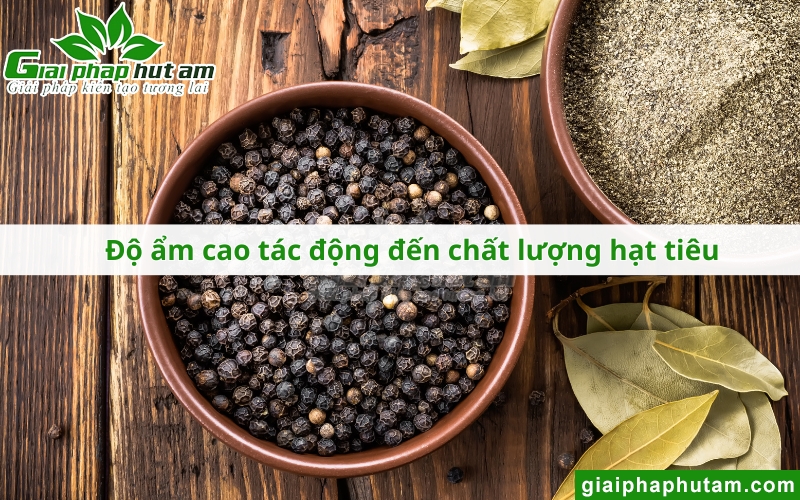 Độ ẩm hạt tiêu cao tác động như thế nào