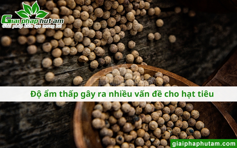 Độ ẩm hạt tiêu thấp tác động như thế nào