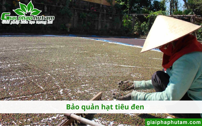 bảo quản tiêu đen, tiêu khô