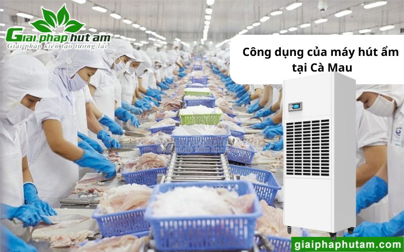 ứng dụng của máy hút ẩm tại Cà Mau