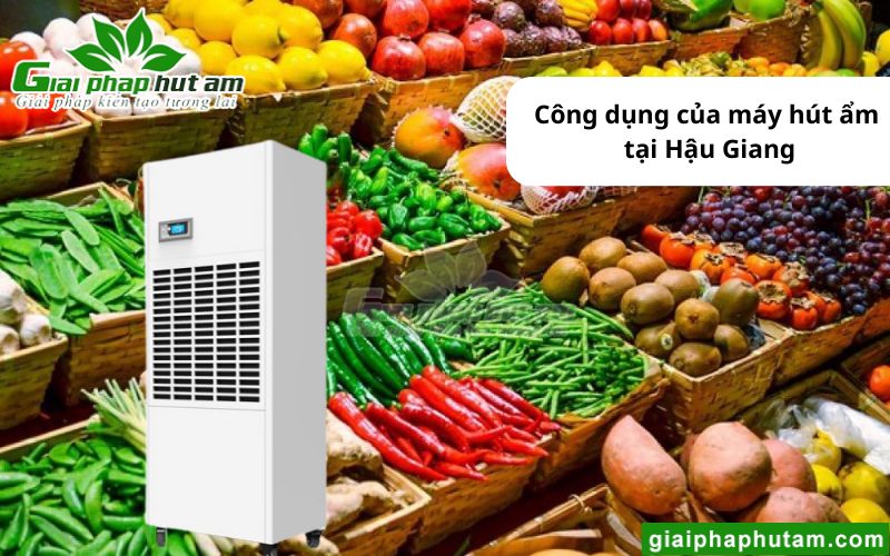 máy hút ẩm tại Hậu Giang có vai trò trong bảo quản nông sản