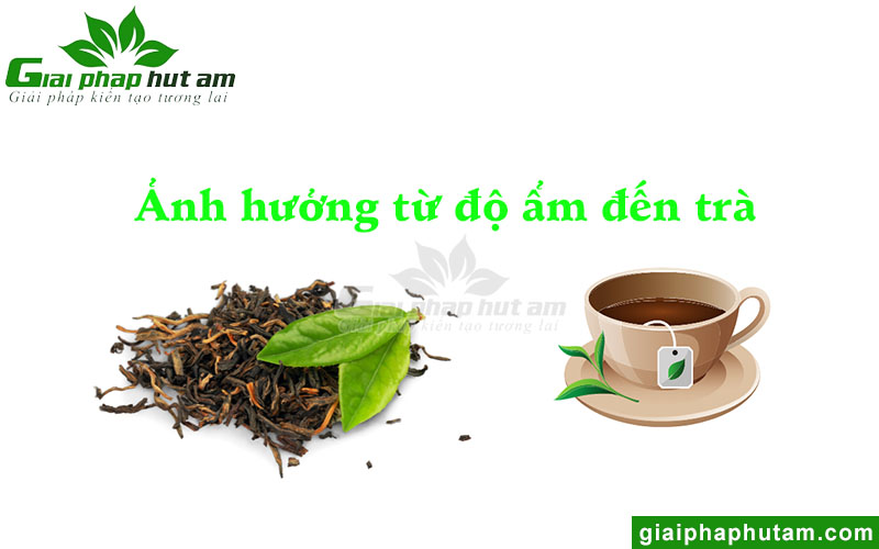 Độ ẩm ảnh hưởng thế nào đến trà?